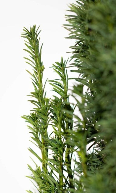 Schmale Säuleneibe/Taxus Baccata Fastigiata Robusta 80/100 cm