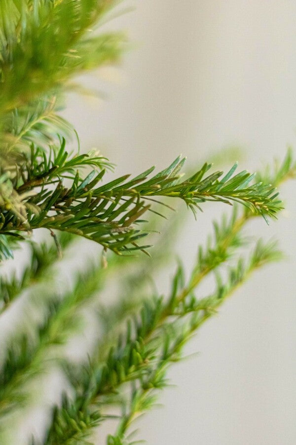 Eibe / Taxus Baccata 80/100 cm