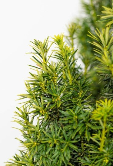 Säuleneibe Taxus/Baccata Fastigiata Aurea 60/80 cm