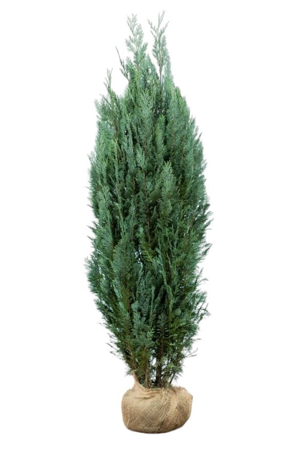 Blaue Scheinzypresse 180/200 cm