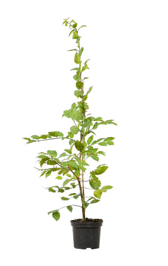 Hainbuche 125-150 cm