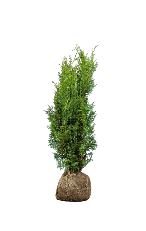 Lebensbaum/Thuja Brabant 60/80 cm