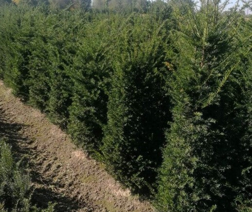 Eibe / Taxus Baccata 80/100 cm