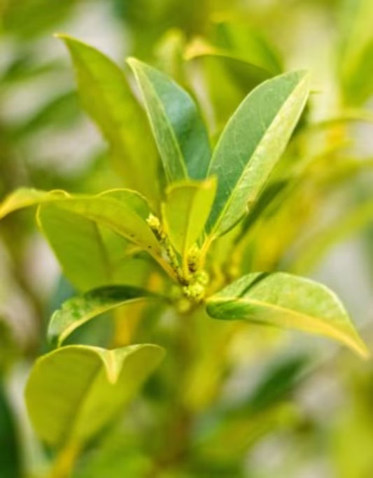 Prunus laurocerasus Herbergii 60/80