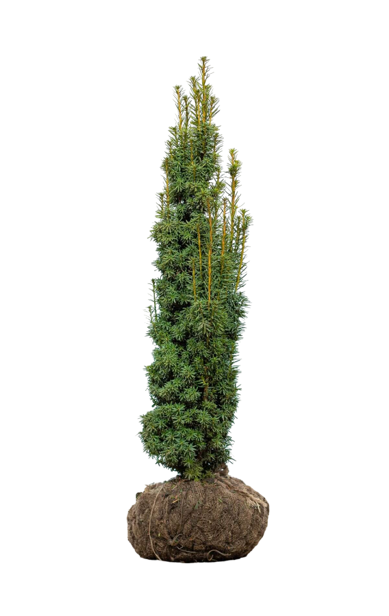 Säuleneibe/Taxus Baccata Fastigiata Aurea 100/120 cm