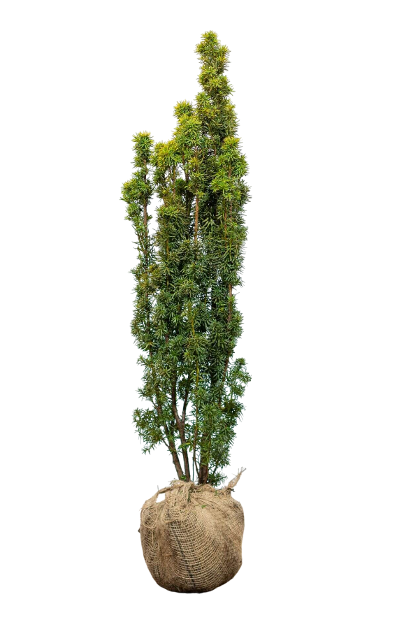 Säuleneibe/Taxus Baccata Fastigiata Aurea 120/140 cm