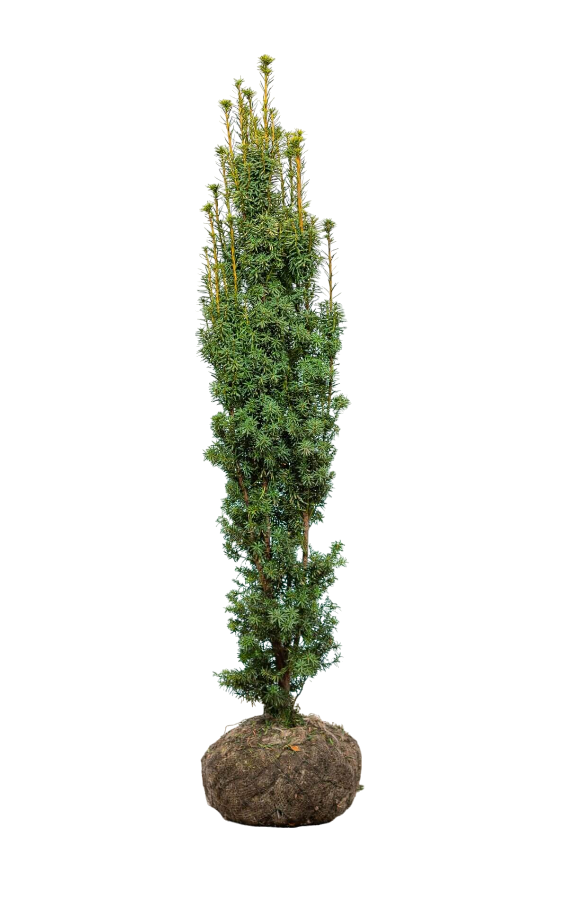 Säuleneibe/Taxus Baccata Fastigiata Aurea 140/160 cm