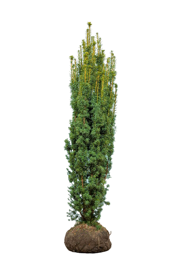 Säuleneibe/Taxus Baccata Fastigiata Aurea 160/180 cm