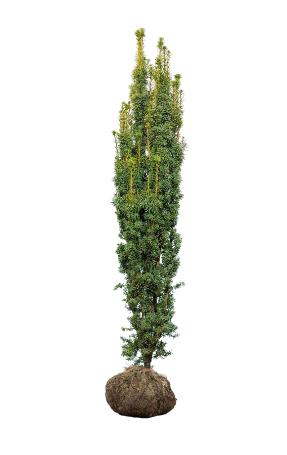Säuleneibe/Taxus Baccata Fastigiata Aurea 180/200 cm