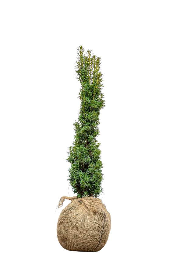 Säuleneibe Taxus/Baccata Fastigiata Aurea 60/80 cm