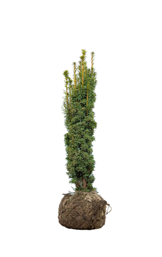 Säuleneibe/Taxus Baccata Fastigiata Aurea 80/100 cm