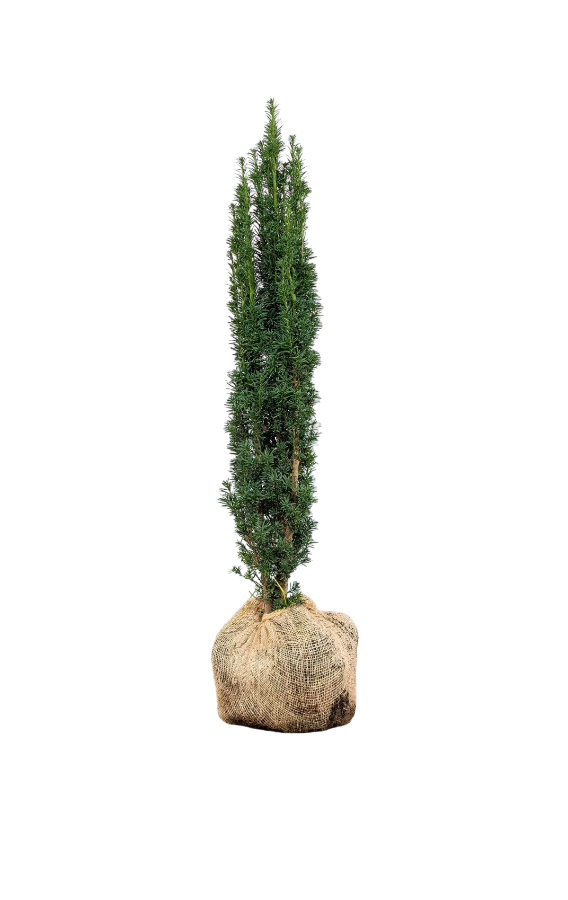 Schmale Säuleneibe/Taxus Baccata  Fastigiata Robusta 100/120 cm