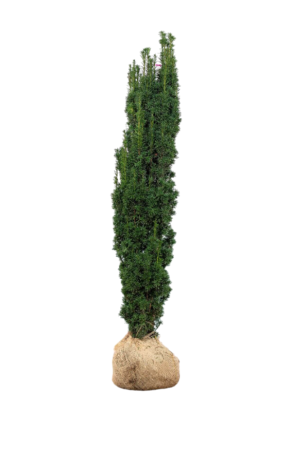 Schmale Säuleneibe/Taxus Baccata Fastigiata Robusta 160/180 cm