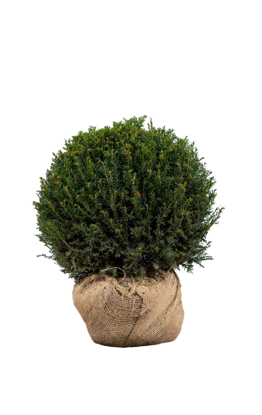 Kugeleibe Taxus Baccata 40-50 cm