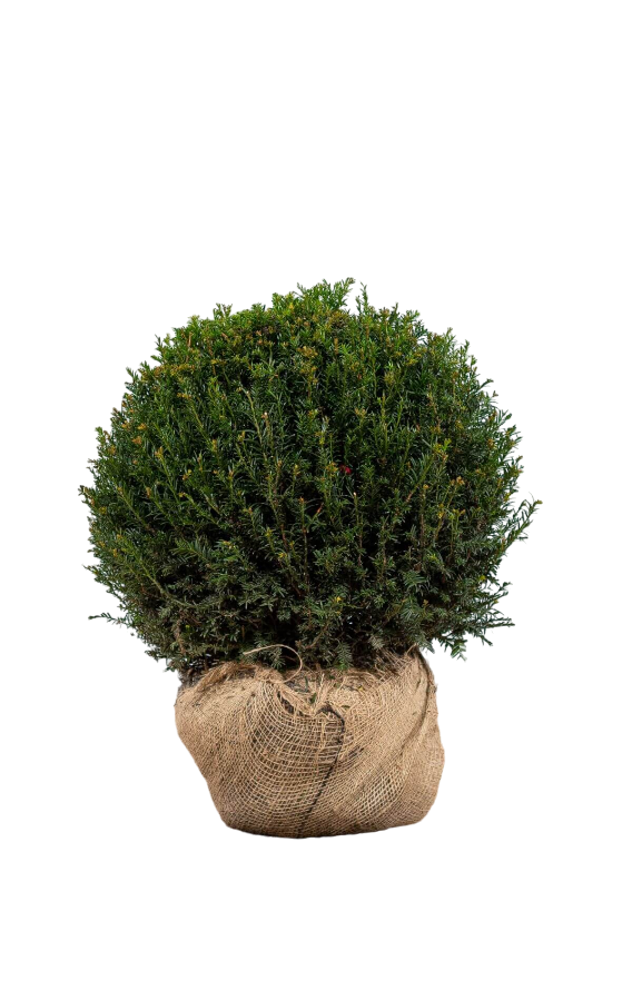 Kugeleibe Taxus Baccata 50-60 cm