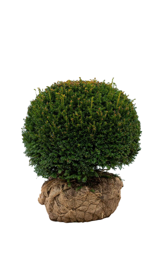 Kugeleibe Taxus Baccata 70-80 cm