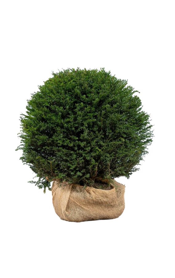 Kugeleibe Taxus Baccata 80-90 cm