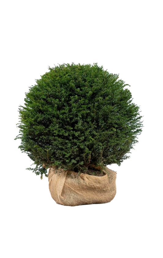 Kugeleibe Taxus Baccata 80-90 cm