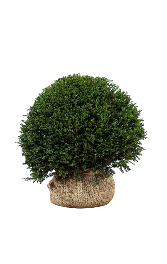 Kugeleibe Taxus Baccata 90-100 cm