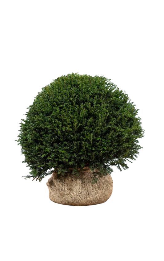 Kugeleibe Taxus Baccata 90-100 cm