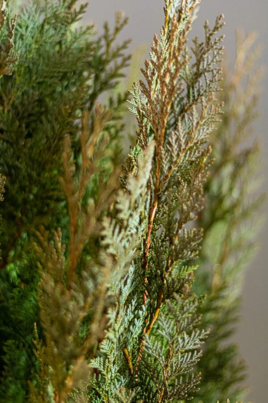 Blaue Scheinzypresse 140/160 cm