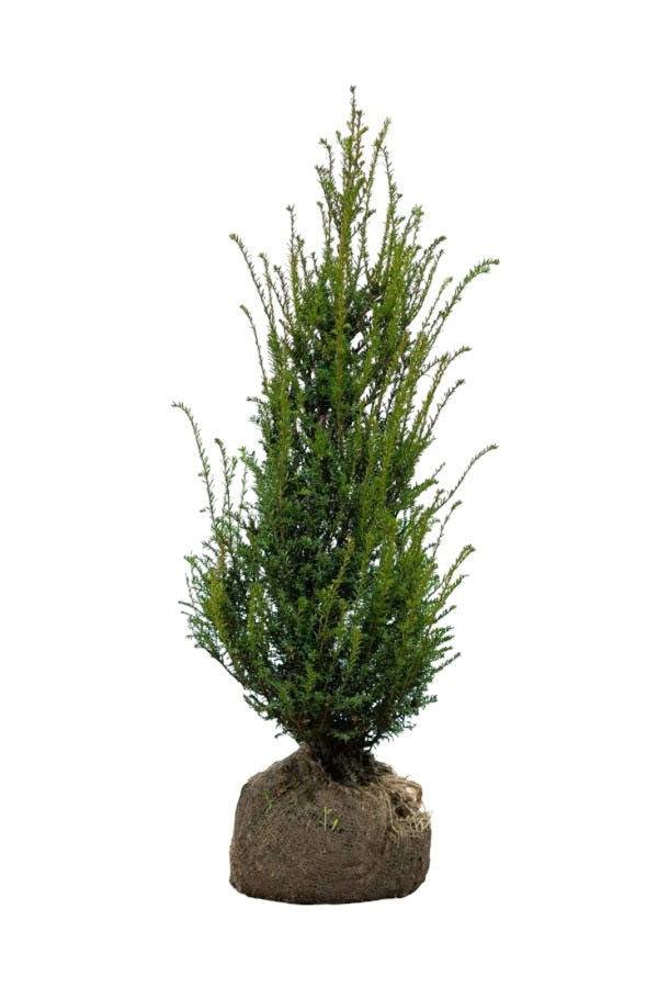 Eibe / Taxus Baccata 80/100 cm