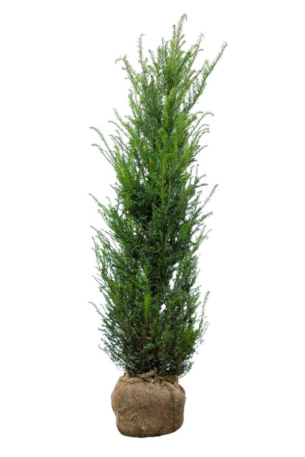 Eibe / Taxus Baccata 120/140 cm
