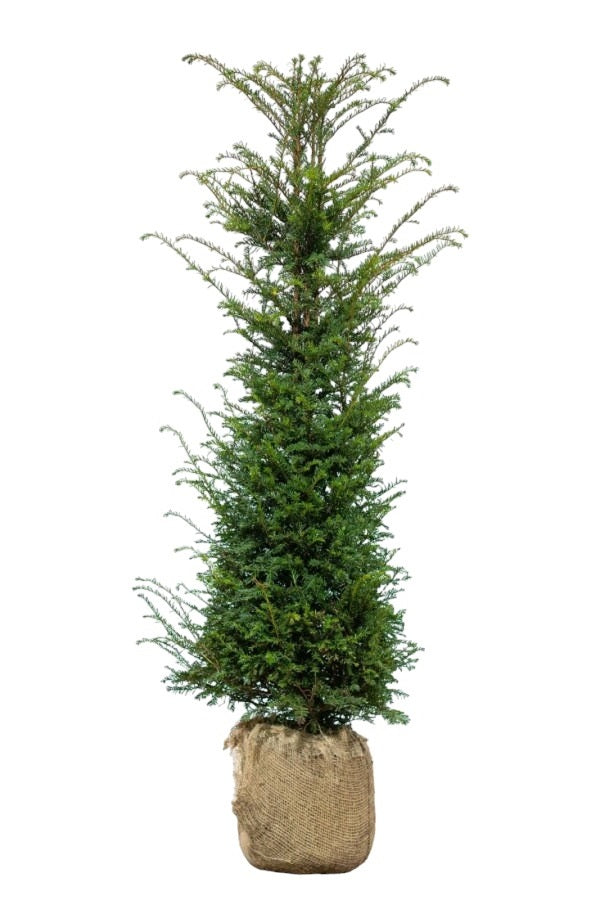 Eibe / Taxus Baccata 140/160 cm