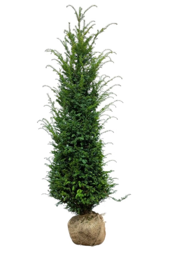 Eibe / Taxus Baccata 160/180 cm