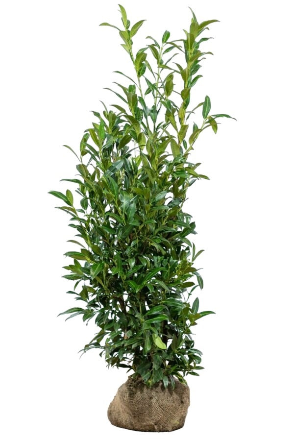 Kirschlorbeer Herbergii 125/150 cm – Pflanzenbild