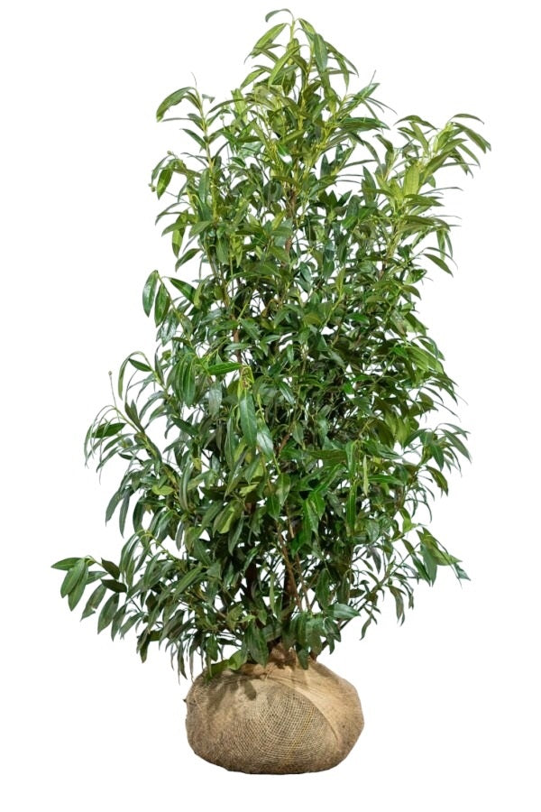 Kirschlorbeer / Prunus Laurocerasus Caucasica 150/175 cm