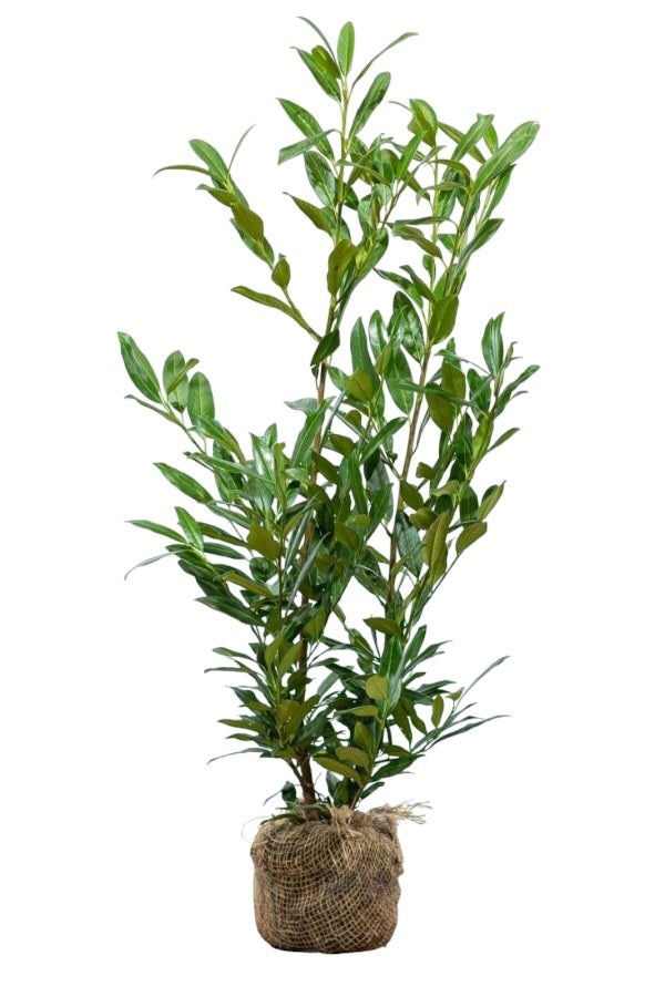 Kirschlorbeer / Prunus Laurocerasus Herbergii 80/100