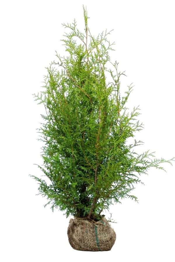 Lebensbaum/Thuja Brabant 100/120 cm