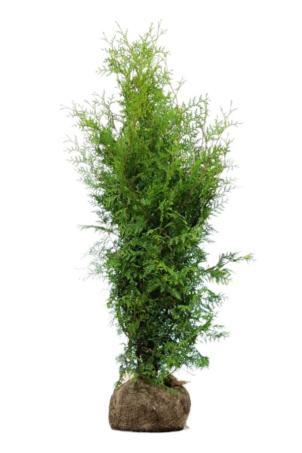 Lebensbaum/Thuja Brabant 120/140 cm
