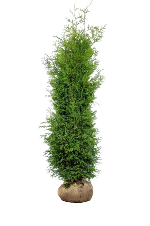 Lebensbaum/Thuja Brabant 200/225 cm