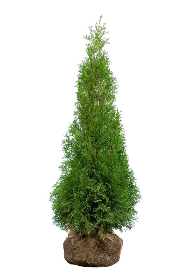 Lebensbaum/Thuja Smaragd 100/120 cm