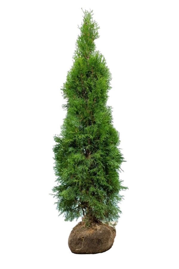 Lebensbaum/Thuja Smaragd 140/160 cm