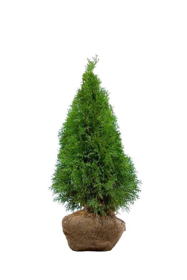 Lebensbaum/Thuja Smaragd 60/80 cm