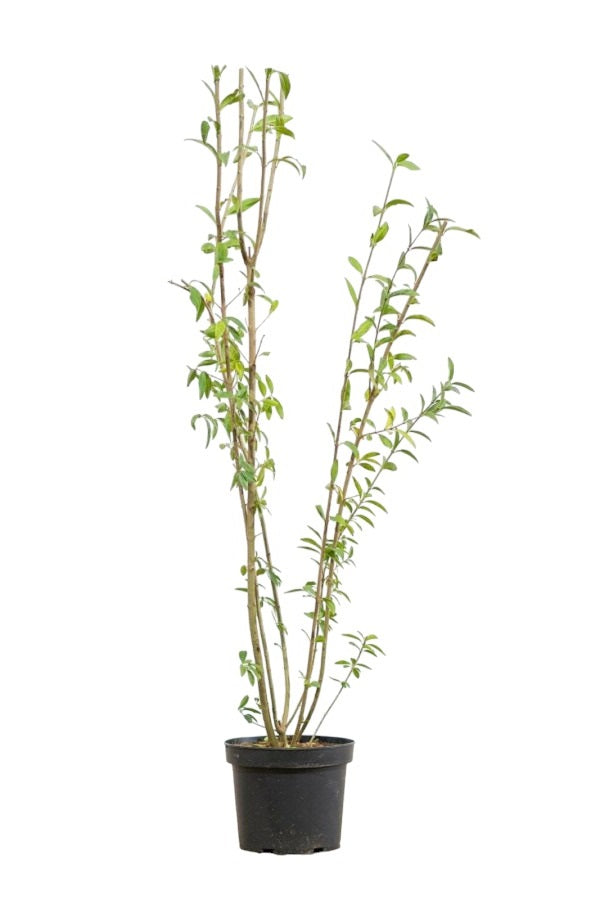 Ligustrum Vulgare (Gewöhnlicher Liguster) 100-125 cm