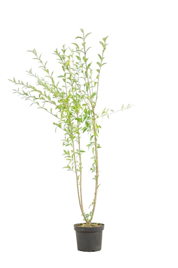 Ligustrum Vulgare (Gewöhnlicher Liguster) 125-150 cm