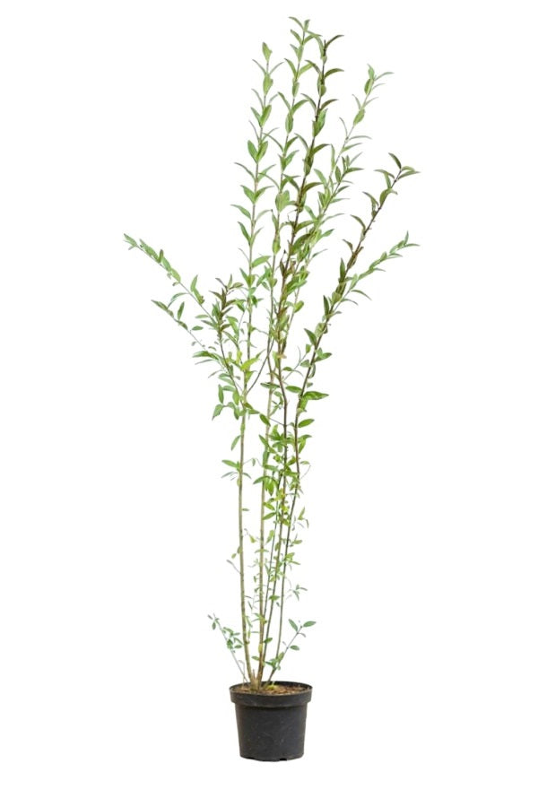 Ligustrum Vulgare (Gewöhnlicher Liguster) 150-175 cm