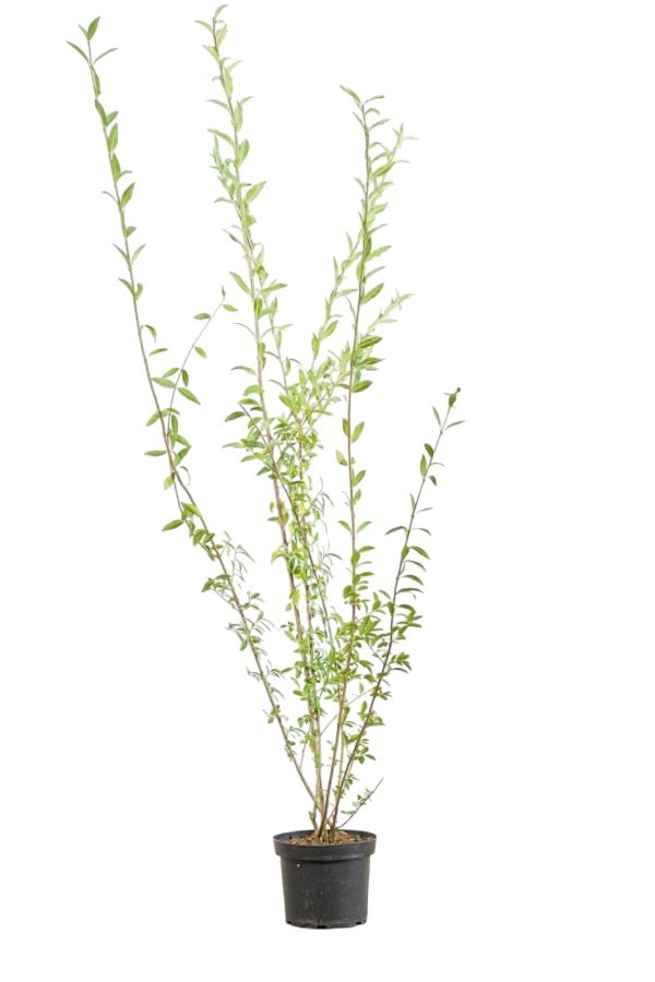 Ligustrum Vulgare (Gewöhnlicher Liguster) 175-200 cm