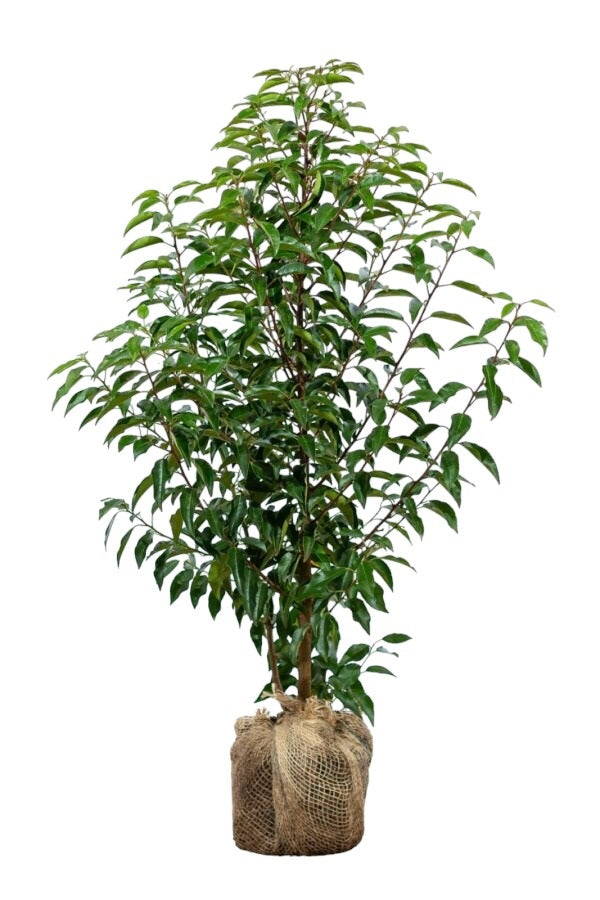 Portugiesischer Kirschlorbeer/Prunus Lusitanica Angustifolia 60/80 cm