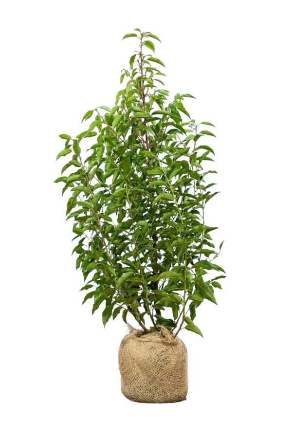 Portugiesischer Kirschlorbeer/Prunus Lusitanica Angustifolia 80/100 cm