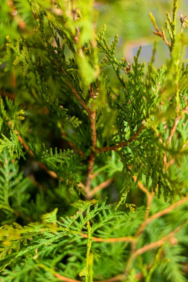 Thuja – Blattbild