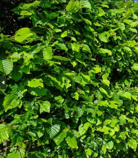 Hainbuche – Blattbild