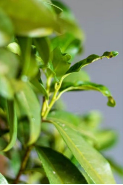 Kirschlorbeer / Prunus Laurocerasus Genolia 175/200