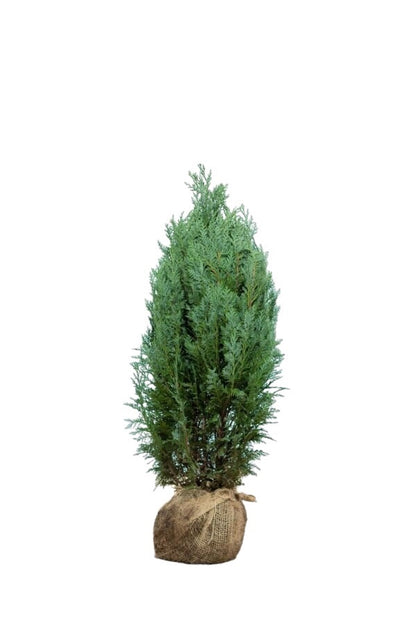 Blaue Scheinzypresse 60/80 cm