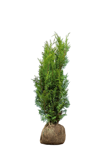 Lebensbaum/Thuja Brabant 60/80 cm