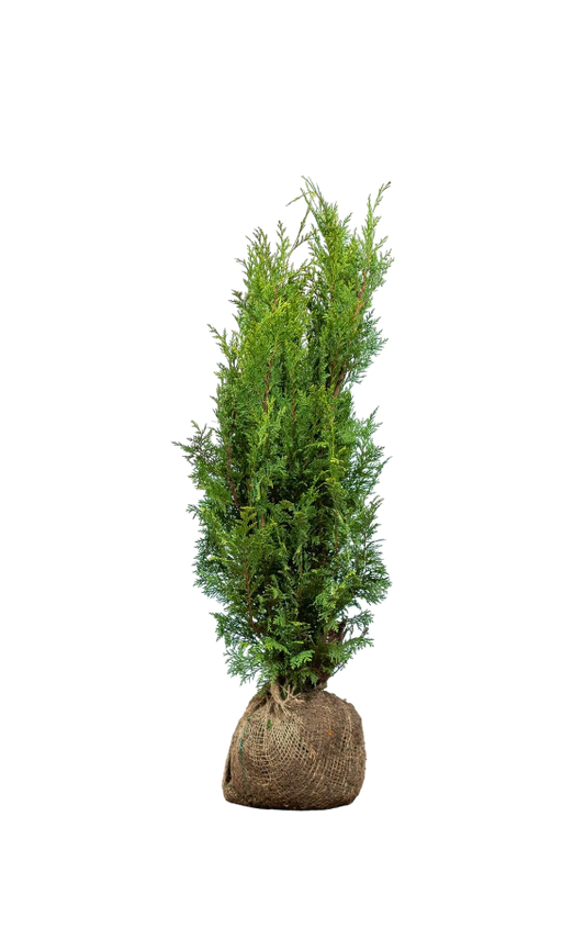 Lebensbaum/Thuja Brabant 60/80 cm